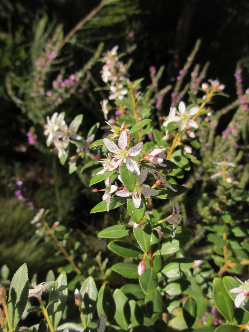 Buchu photo 3