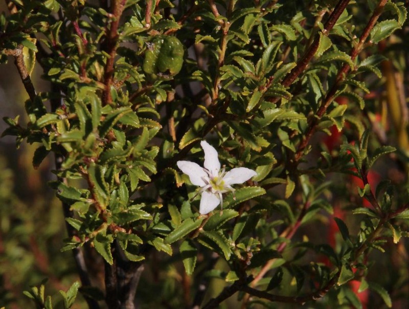 Buchu photo 5
