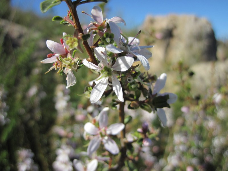 Buchu photo 6