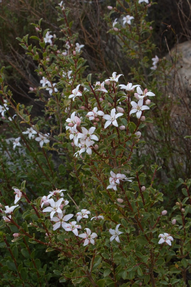 Buchu photo 8