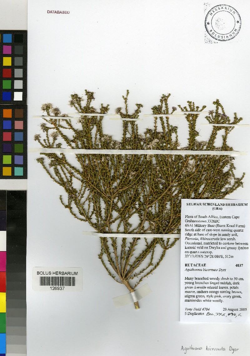 Agathosma bicornuta