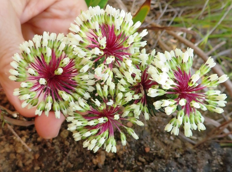 Agathosma bifida
