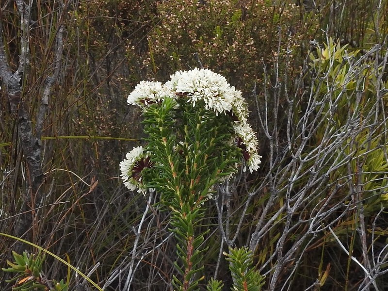 Agathosma bifida photo 2