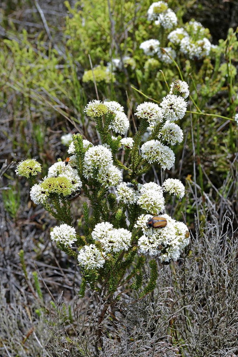 Agathosma bifida photo 3