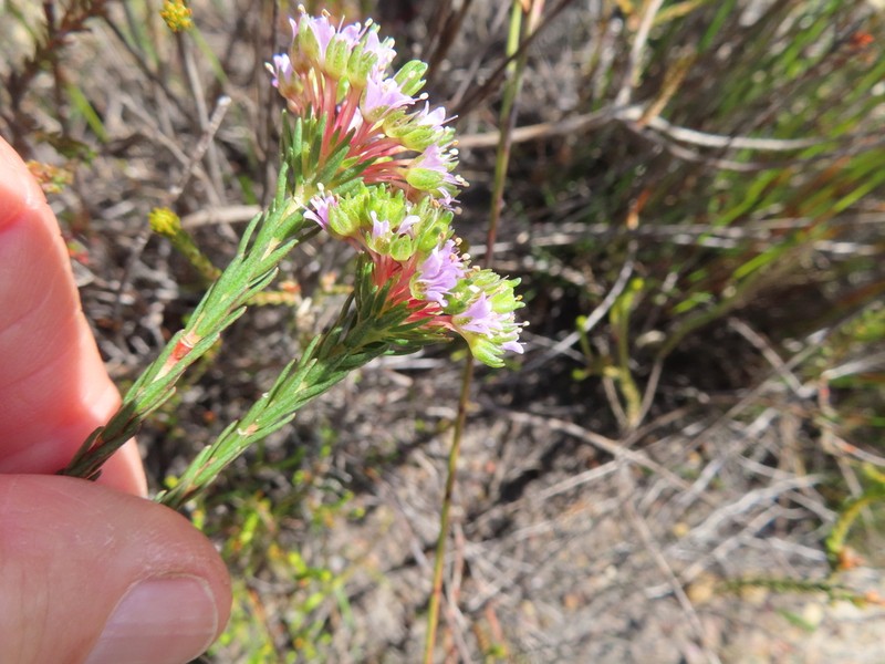 Agathosma bifida photo 4