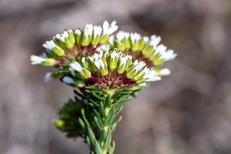 Agathosma bifida photo 5