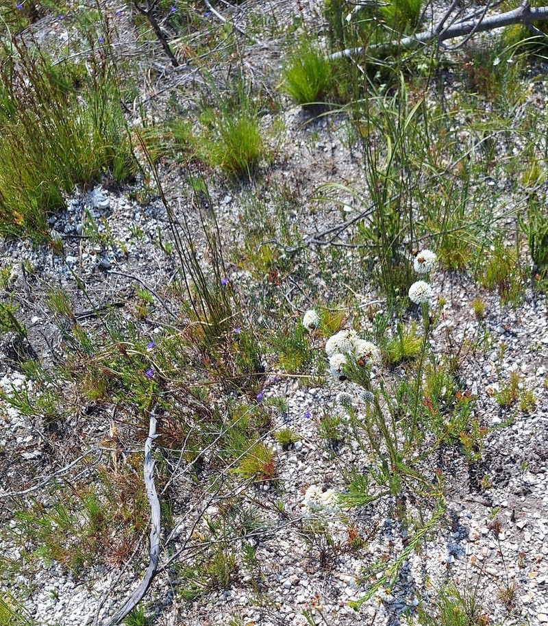 Agathosma bifida photo 6