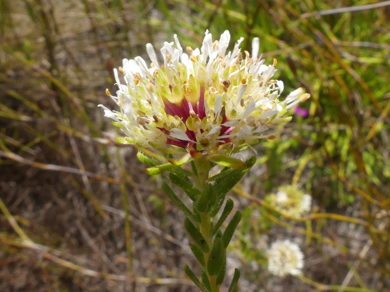 Agathosma bifida photo 7