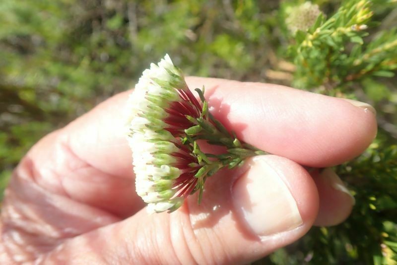 Agathosma bifida photo 8