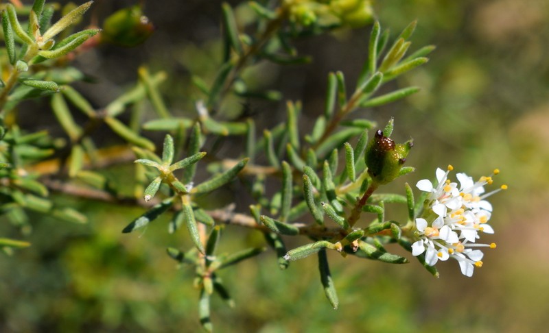 Agathosma bisulca