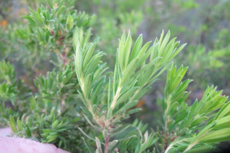 Agathosma bisulca photo 2