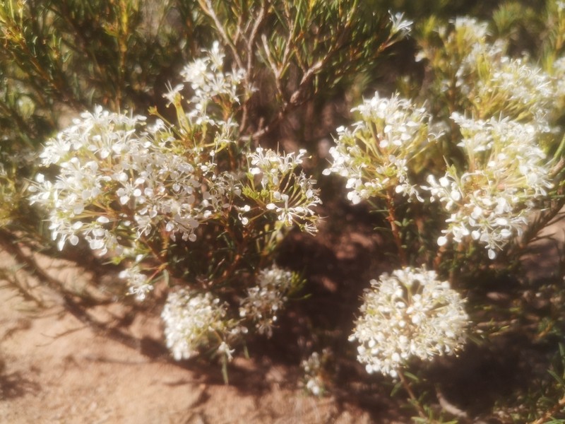 Agathosma bisulca photo 3