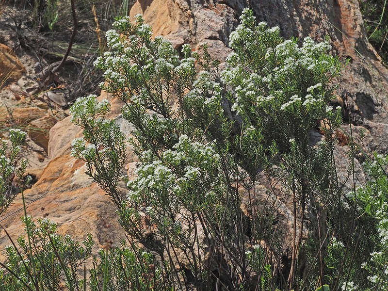 Agathosma bisulca photo 5