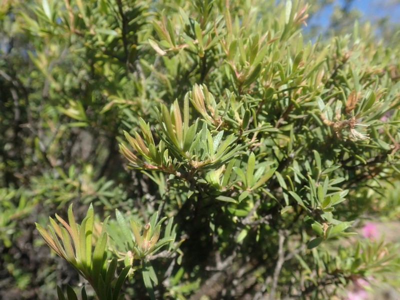 Agathosma bisulca photo 6