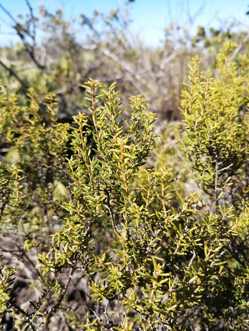 Agathosma bisulca photo 7