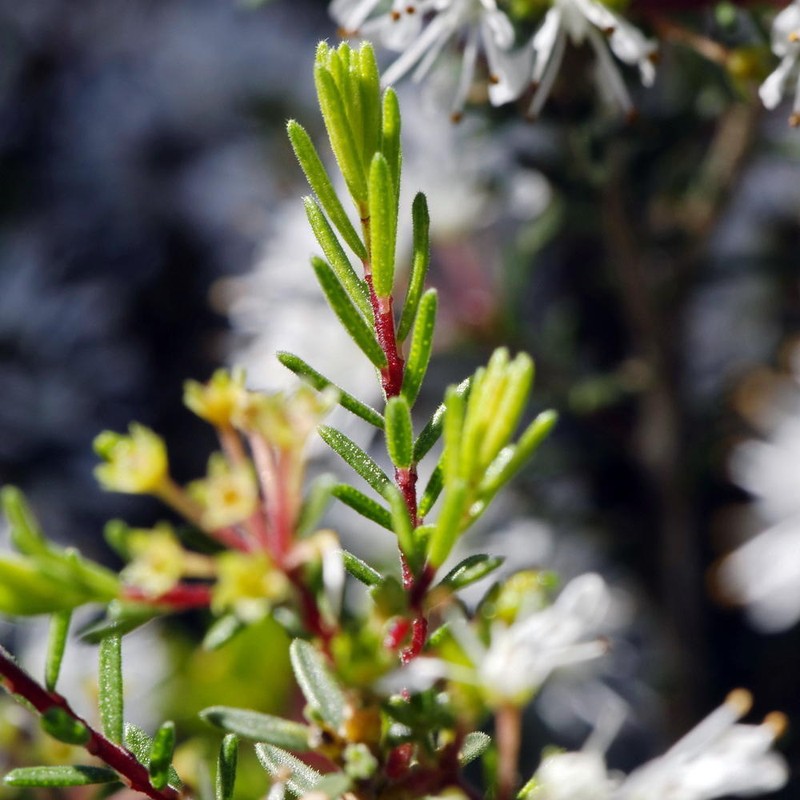 Agathosma bisulca photo 8