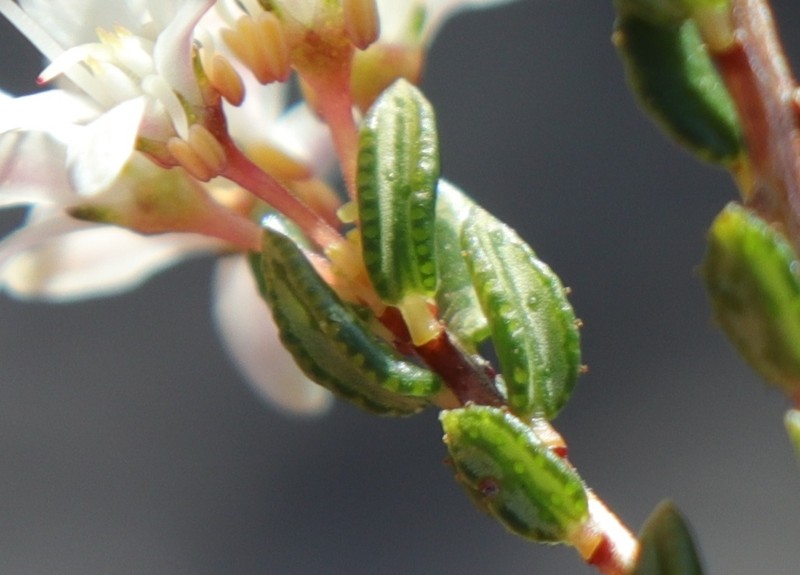 Agathosma blaerioides