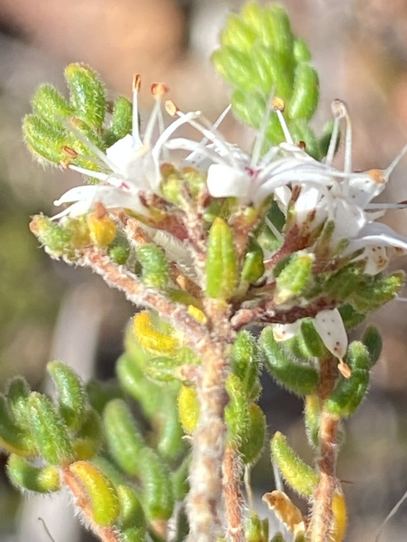 Agathosma blaerioides photo 2