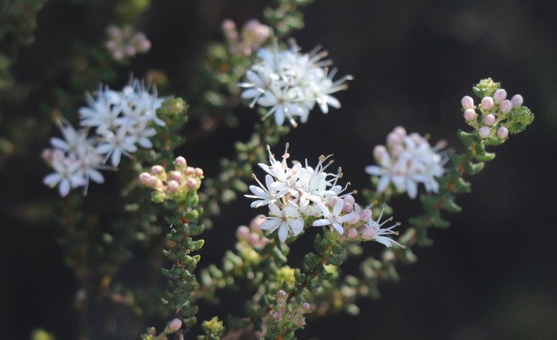 Agathosma blaerioides photo 3
