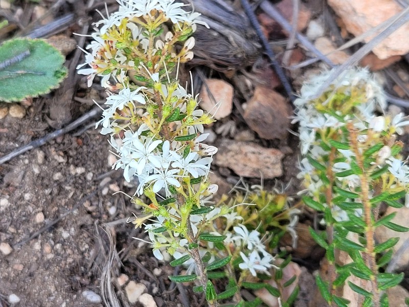 Agathosma blaerioides photo 4