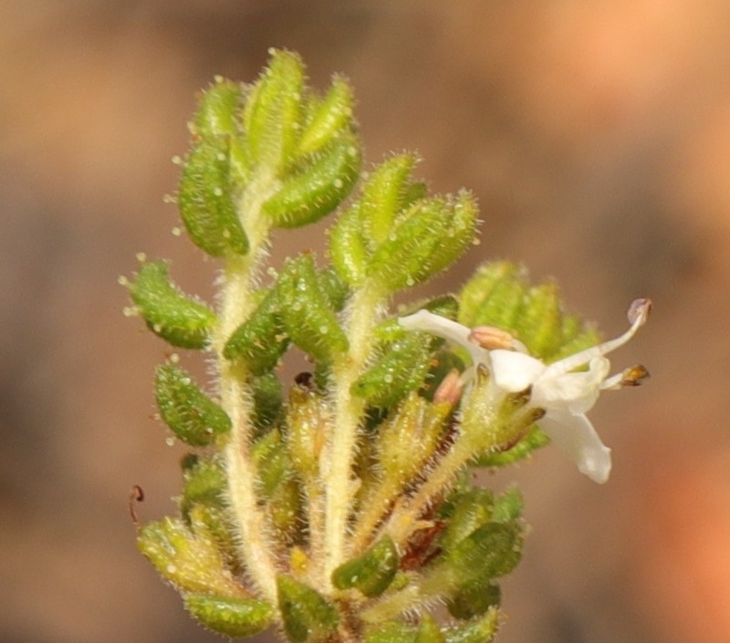 Agathosma blaerioides photo 5