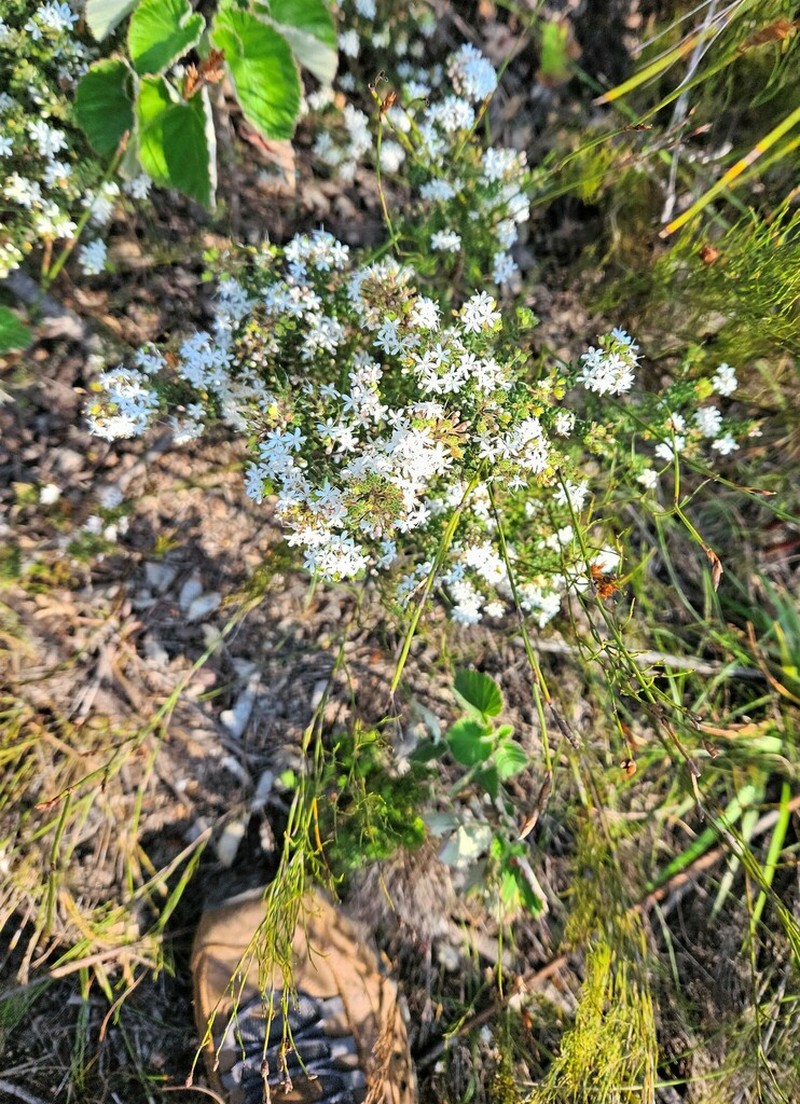 Agathosma blaerioides photo 6