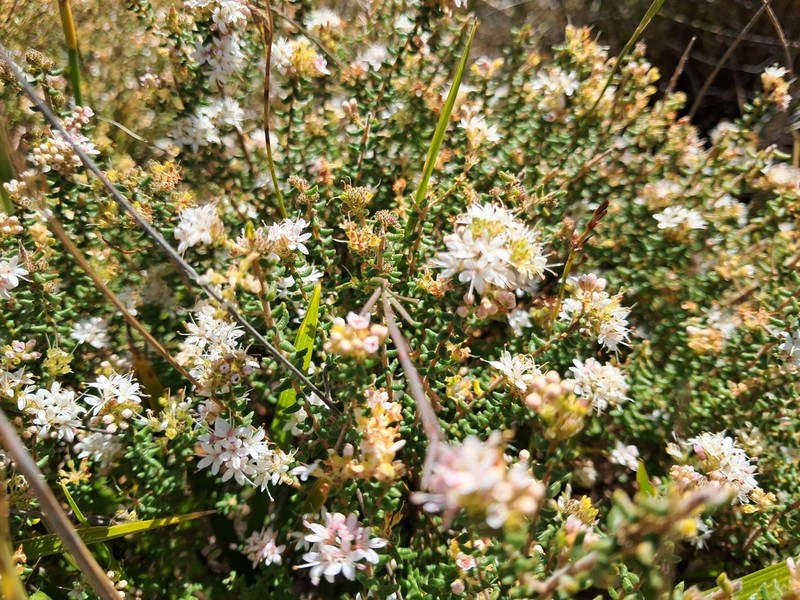 Agathosma blaerioides photo 7