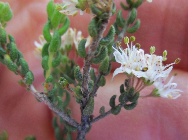 Agathosma blaerioides photo 8