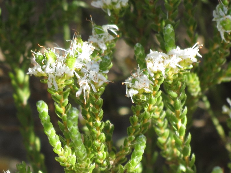 Agathosma bodkinii