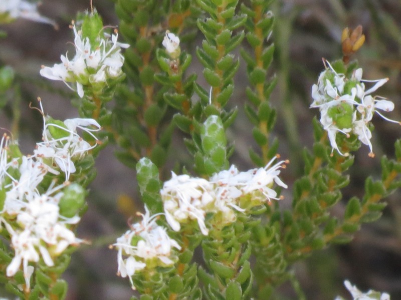 Agathosma bodkinii photo 2