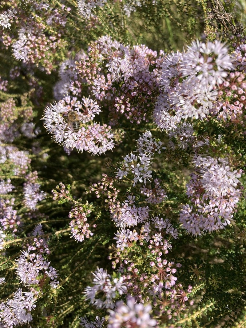 Agathosma capensis