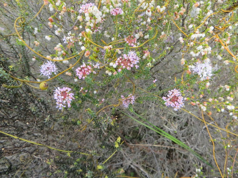 Agathosma capensis photo 2