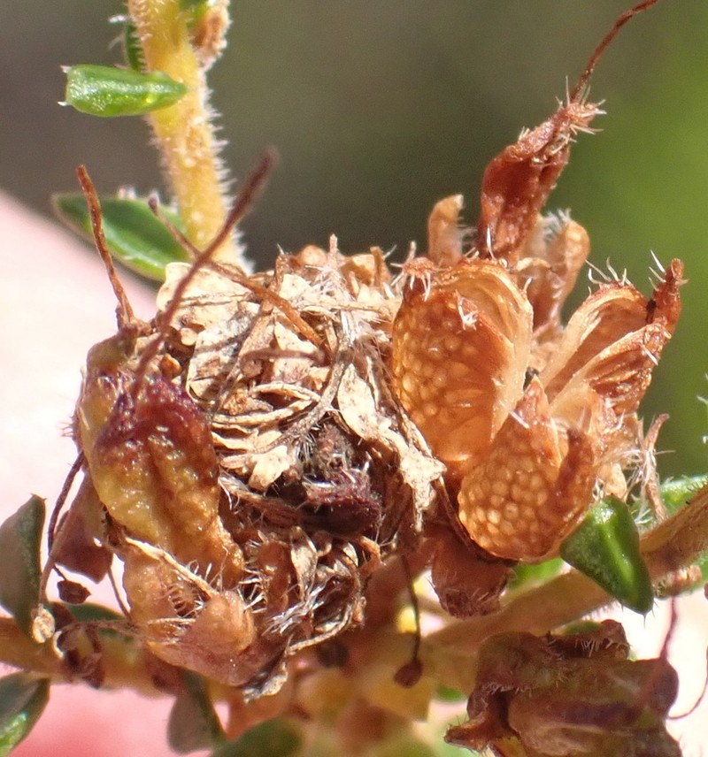 Agathosma capensis photo 3