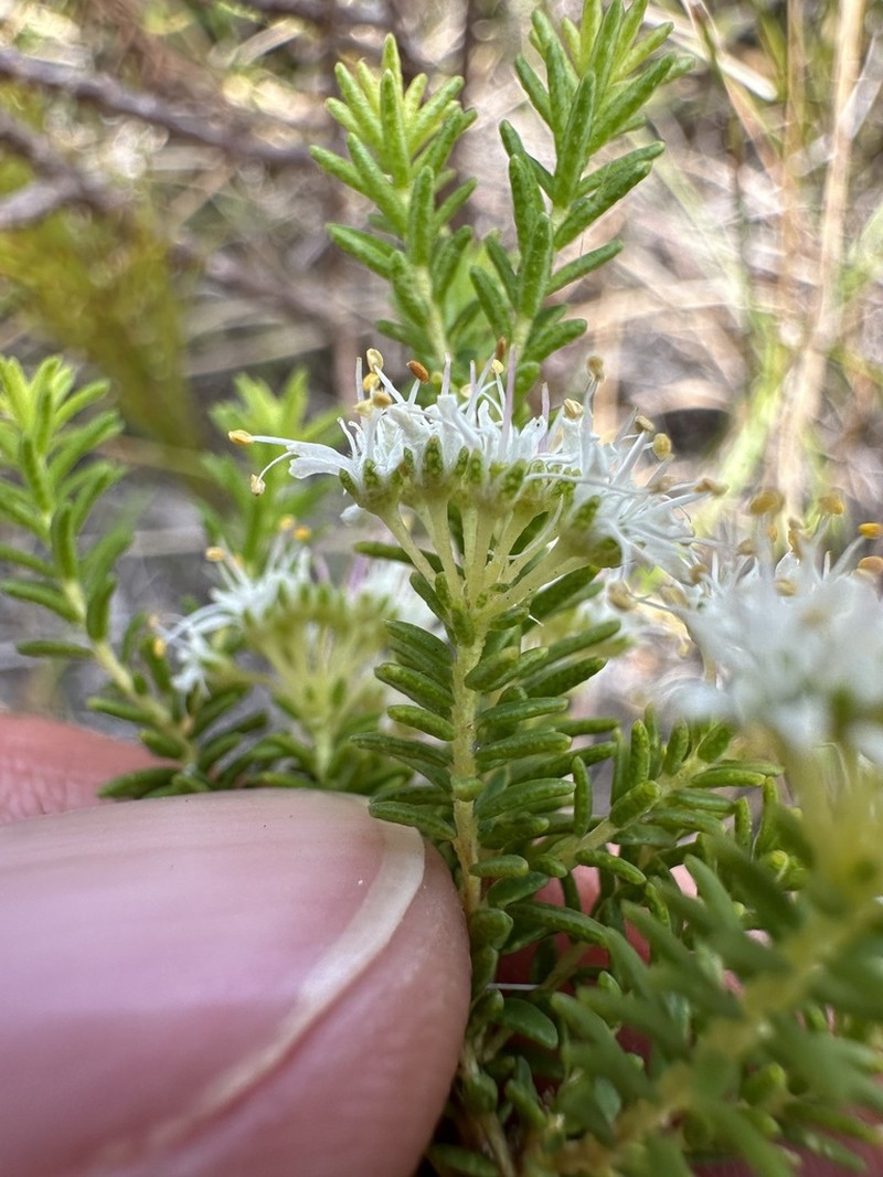 Agathosma capensis photo 4