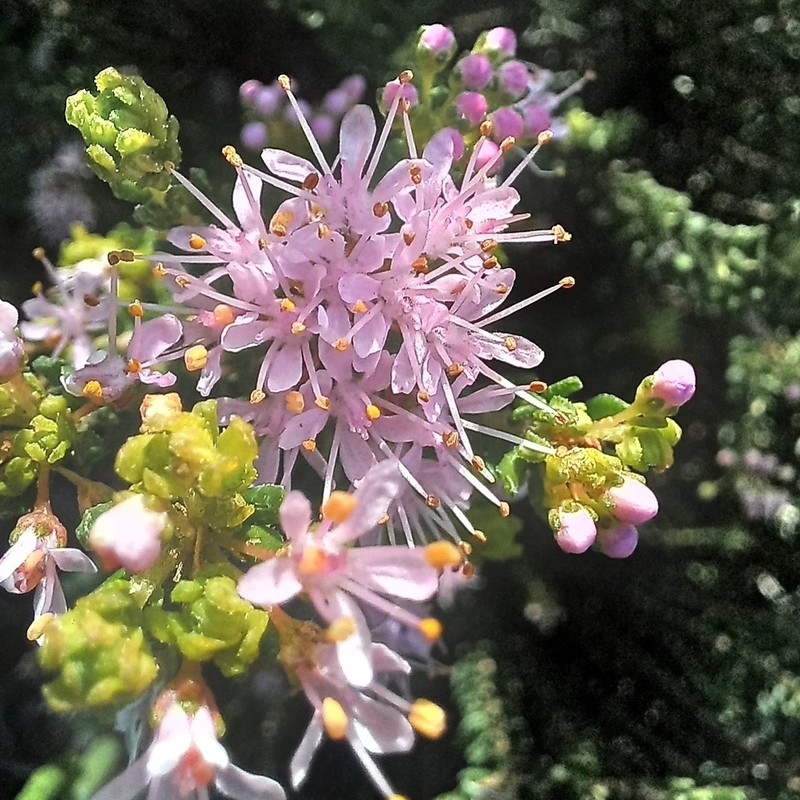 Agathosma capensis photo 5