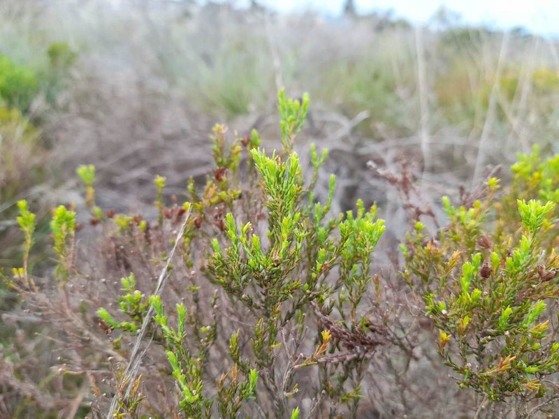 Agathosma capensis photo 6