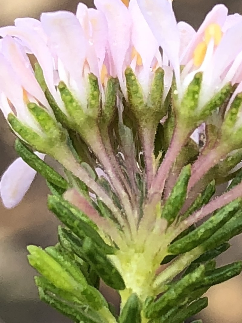 Agathosma capensis photo 7