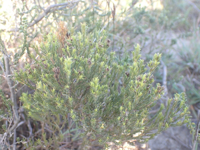 Agathosma capensis photo 8