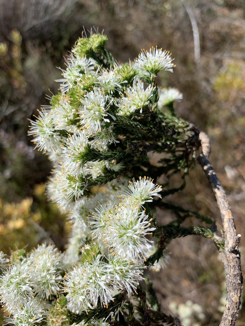 Agathosma capitata