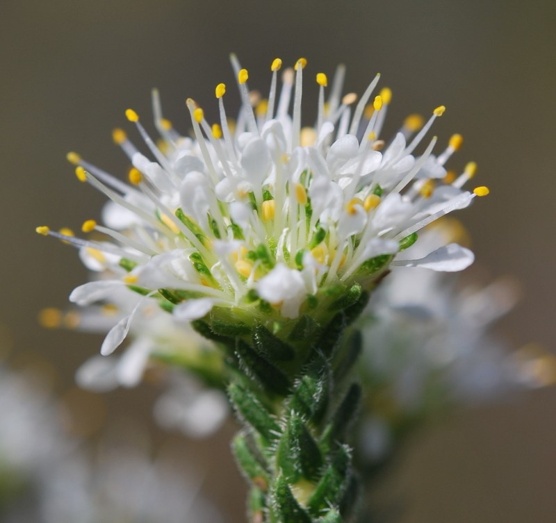 Agathosma capitata photo 2