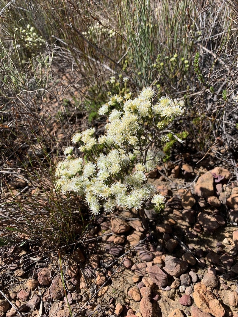 Agathosma capitata photo 3