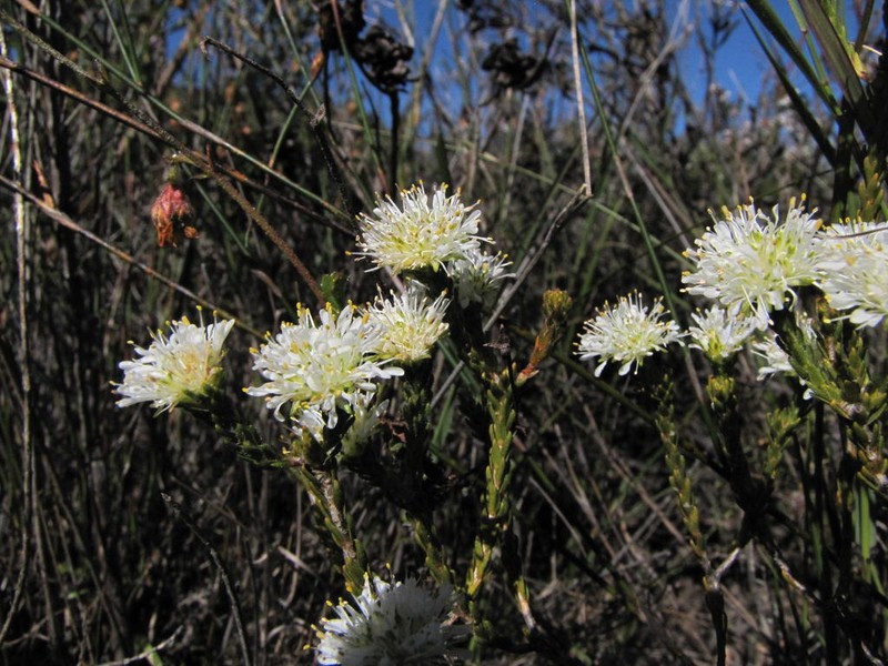 Agathosma capitata photo 5