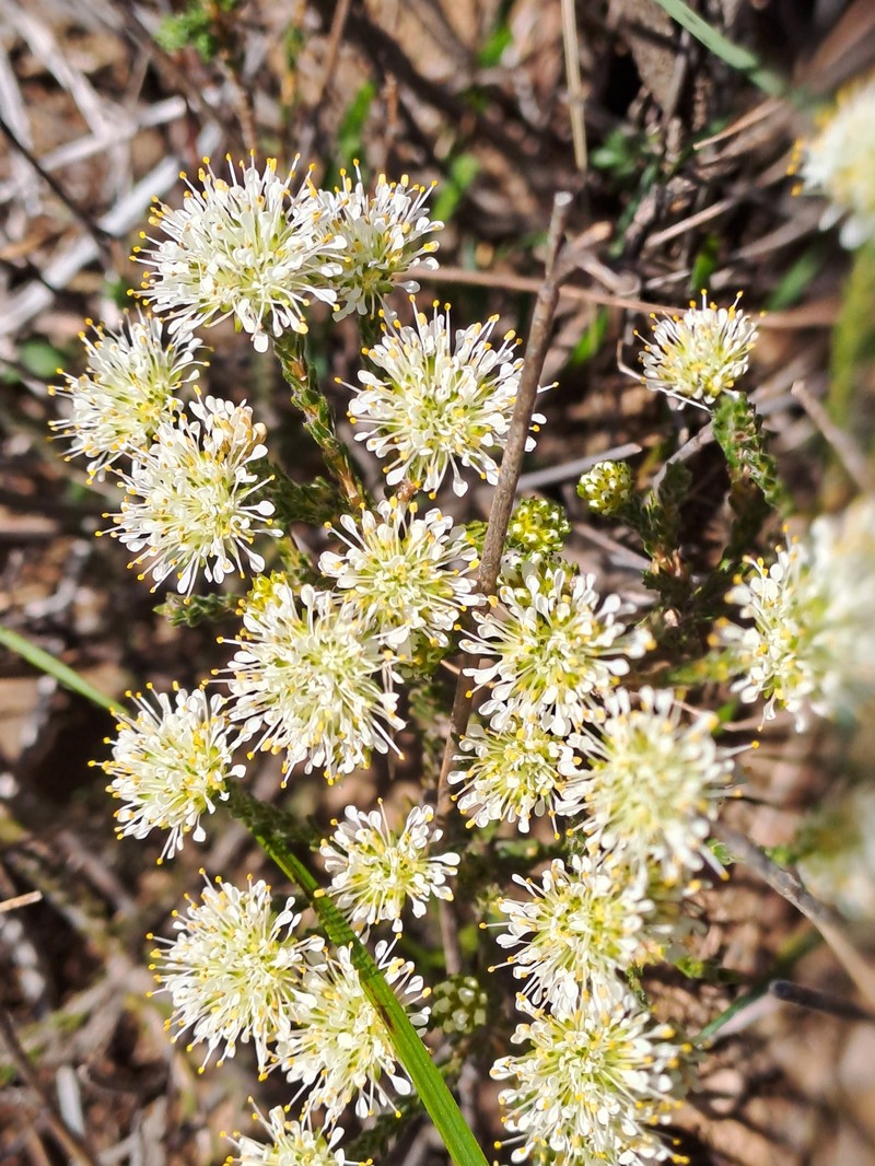 Agathosma capitata photo 6