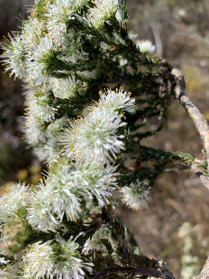 Agathosma capitata photo 7