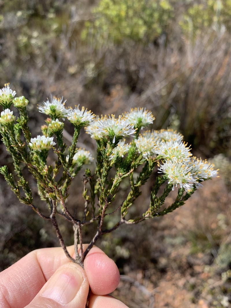 Agathosma capitata photo 8