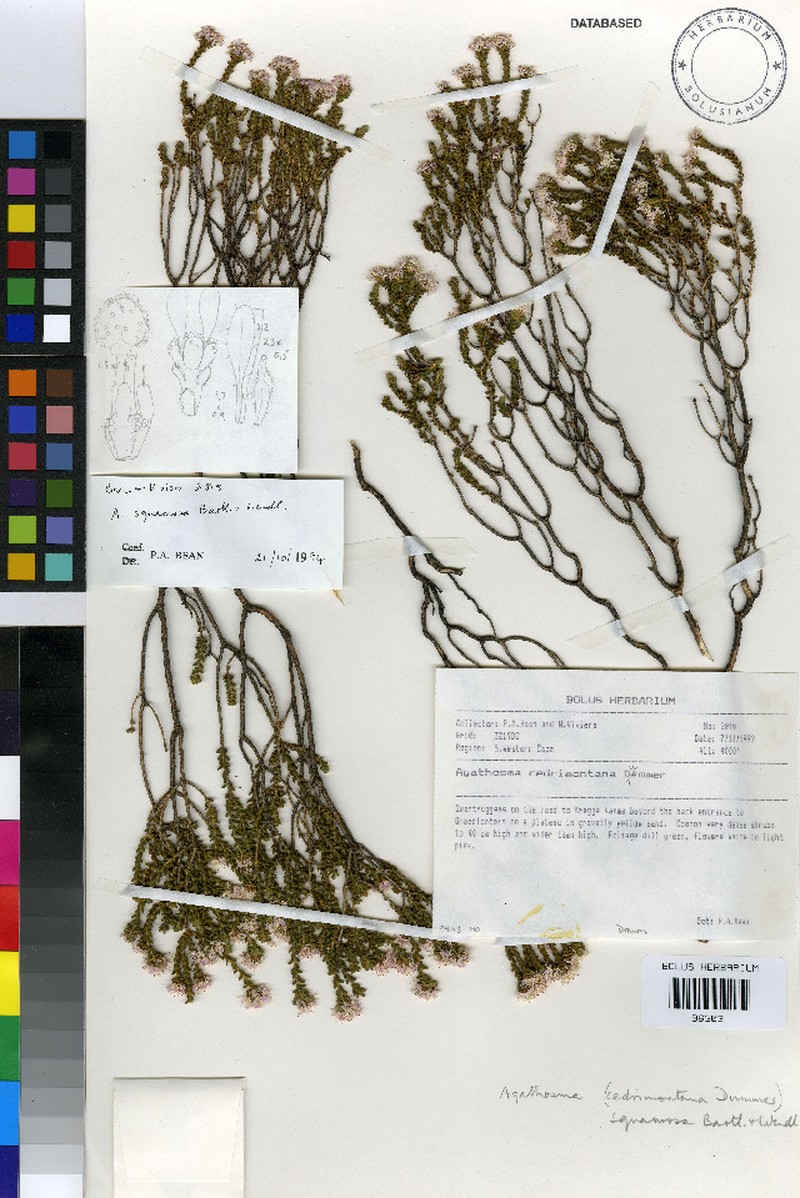 Agathosma cedrimontana