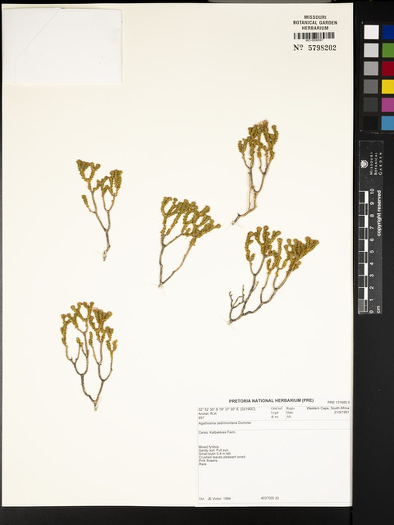 Agathosma cedrimontana photo 2
