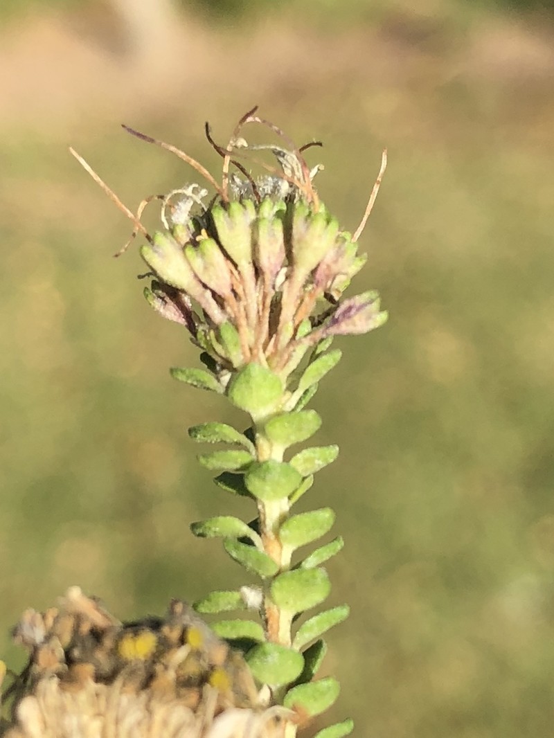 Agathosma cerefolia