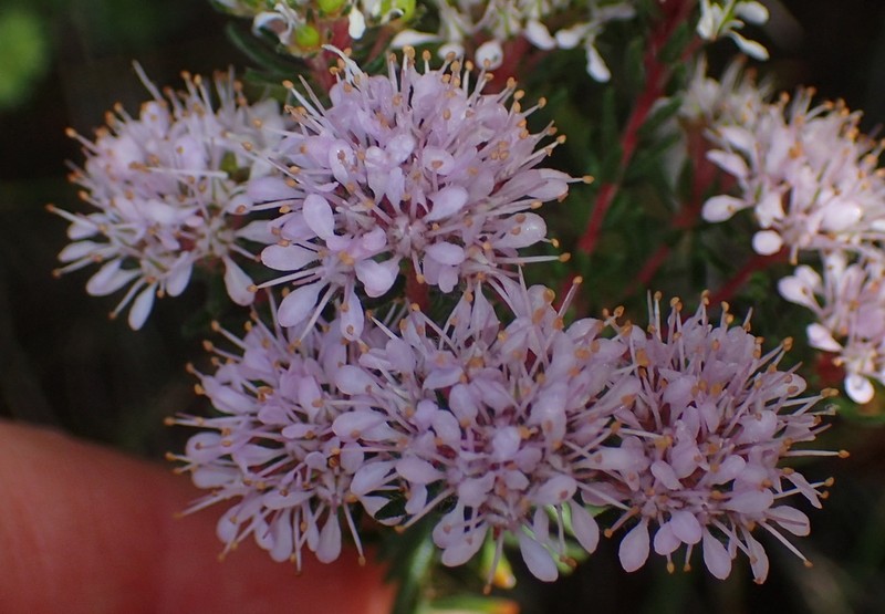 Agathosma cerefolia photo 2