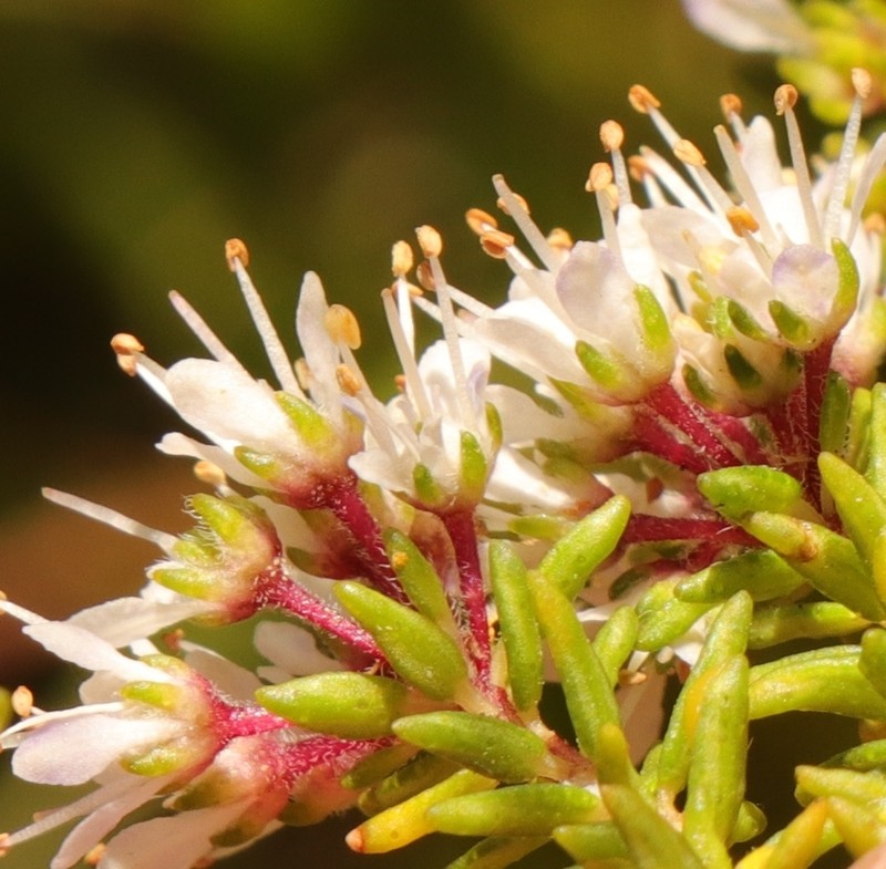 Agathosma cerefolia photo 3